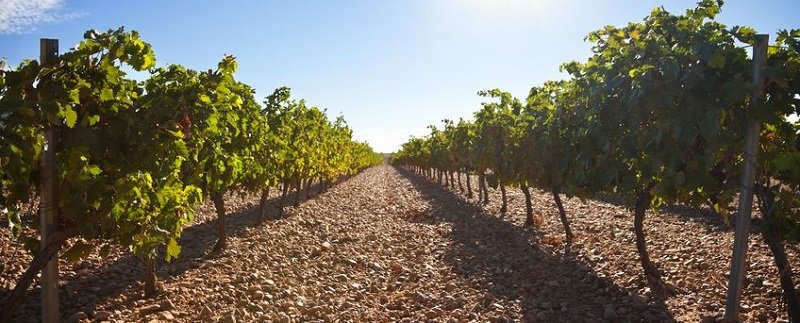 Winnice w regionie Ribera del Duero