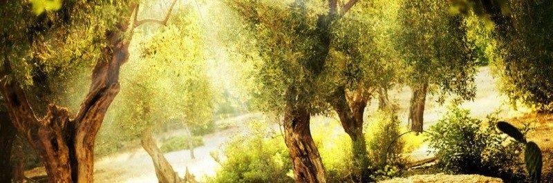 Hiszpania - gaj oliwny