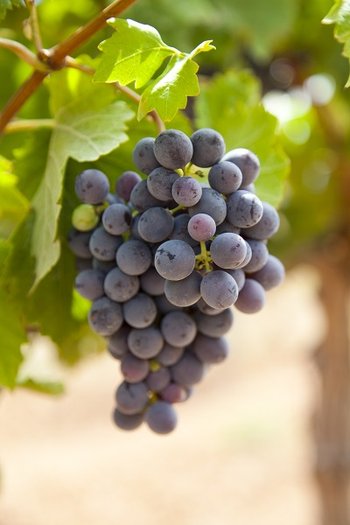 Trepat - odmiana winorośli i wina ze szczepu trepat