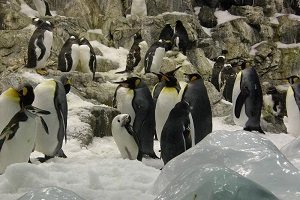 Loro Park - pingwiny w ogrodzie zoologicznym na Teneryfie