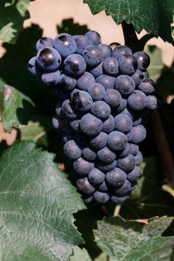 Wina hiszpańskie - szczep pinot noir