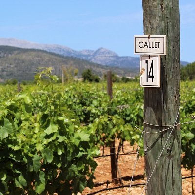 Wina z Balearów - winiarstwo na Majorce