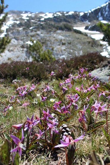 Hiszpania - park Posets-Maladeta w Pirenejach