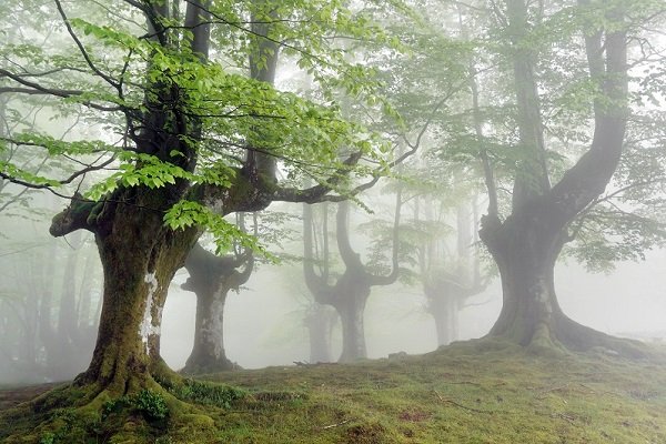 gorbea parque natural pais vasco.jpg