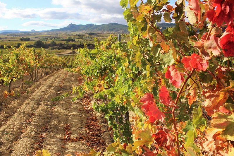 Winnice w La Rioja - Viña Pomal