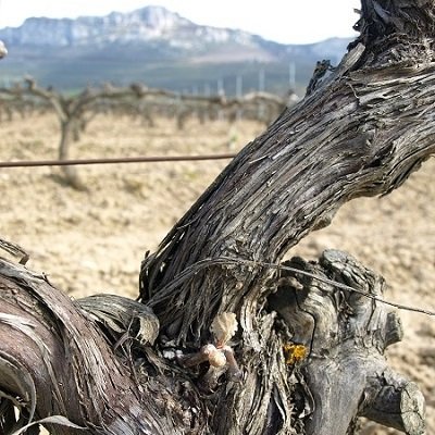 Wina hiszpańskie - wino z DOCa Rioja